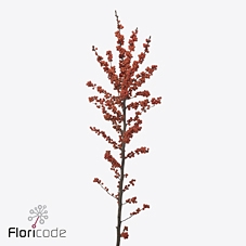 Ilex verticillata la range