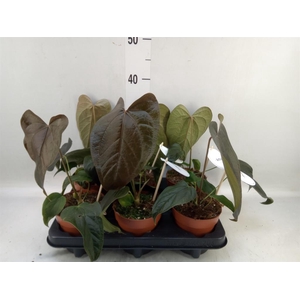 Anthurium   ...