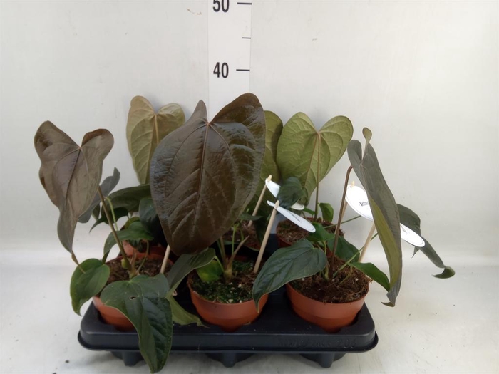 <h4>Anthurium   ...</h4>