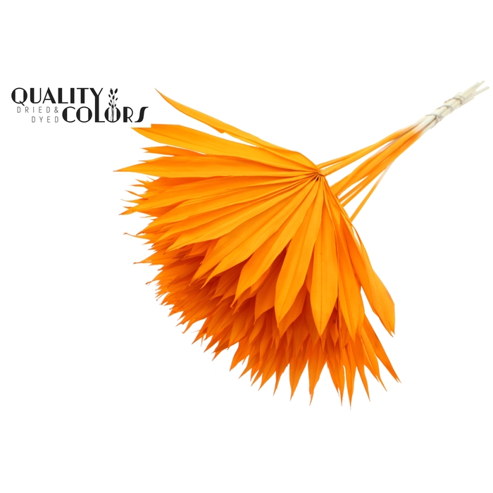 <h4>Sun Spear per stem Bleached Orange</h4>