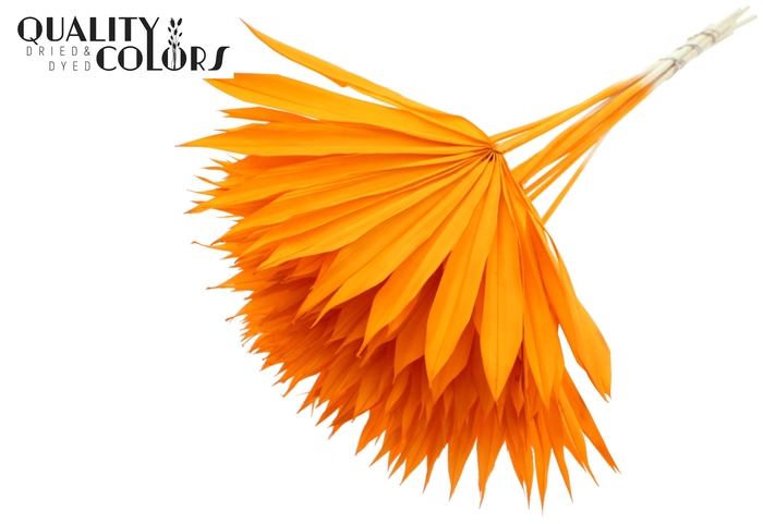 Sun Spear per stem Bleached Orange