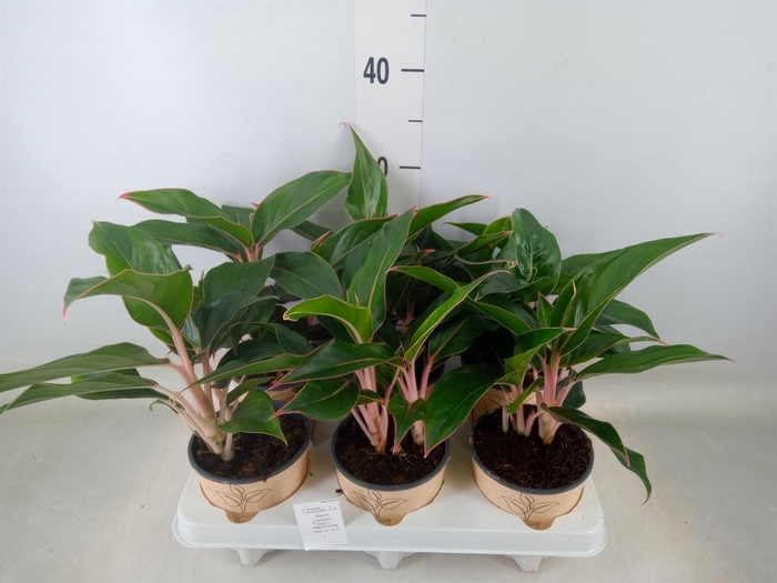 <h4>Aglaonema   ...</h4>