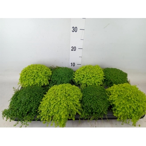 Soleirolia soleirolii   ...mix 2