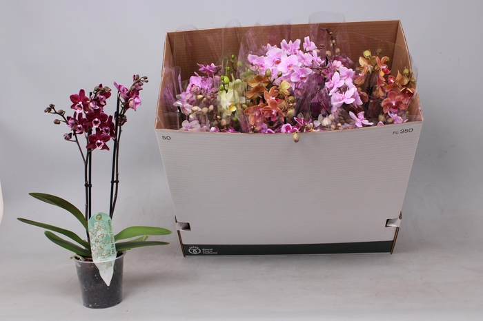 <h4>PHAL MF GEM 8 KL</h4>