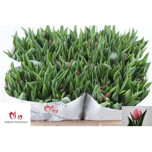 Tu En Pink Experienc