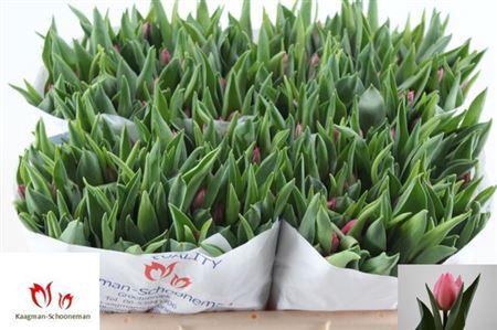 <h4>Tu En Pink Experienc</h4>