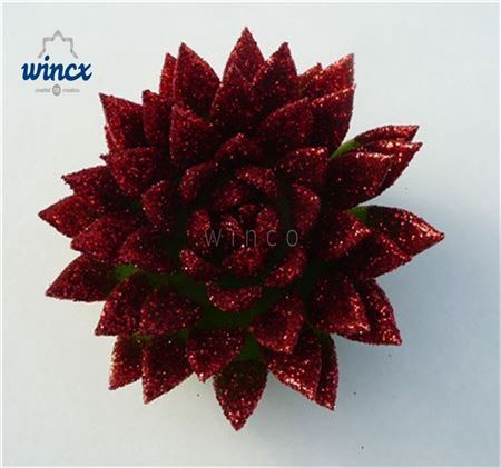 Echeveria Agavoides Glitter Red Cutflower Wincx-10