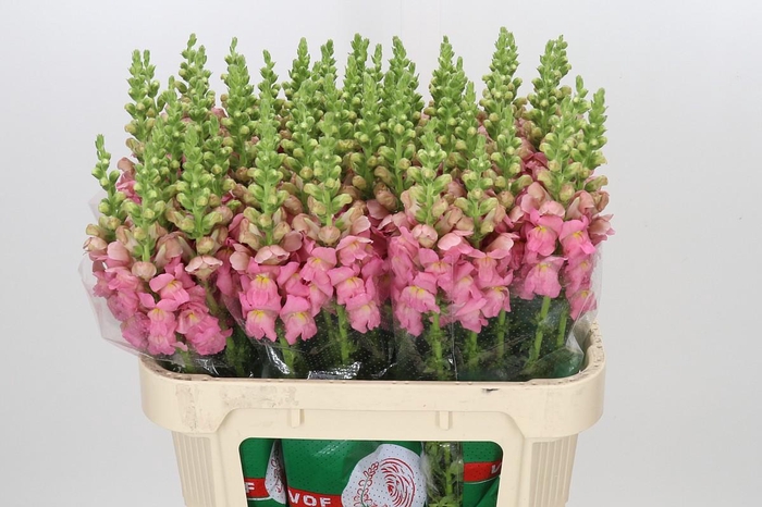 <h4>Antirrhinum Opus Pink</h4>