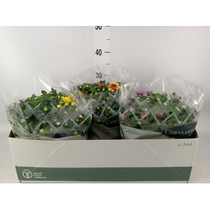 Chrysanthemum   ..mix 6