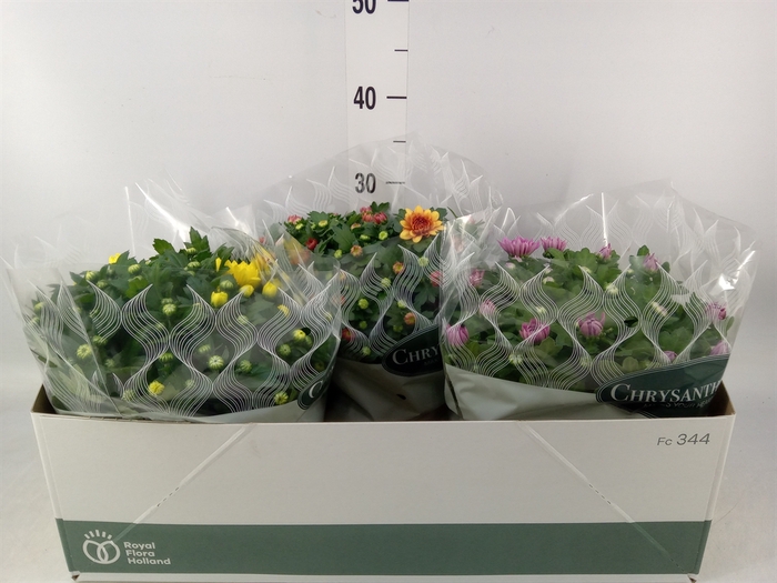 <h4>Chrysanthemum   ..mix 6</h4>