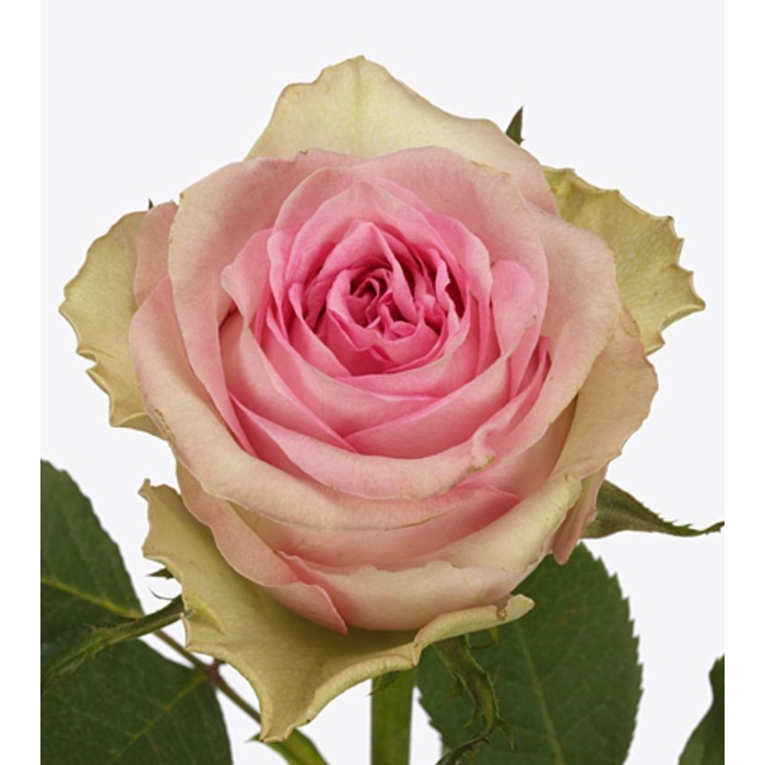 <h4>Rosa Brigitte Bardot</h4>