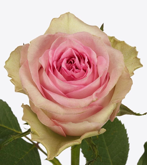 Rosa Brigitte Bardot