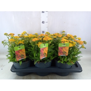 Achillea millef.