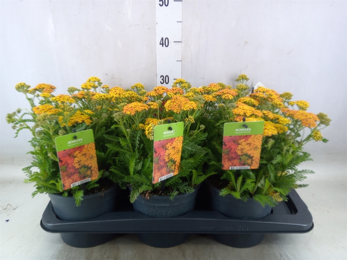 <h4>Achillea millef.</h4>