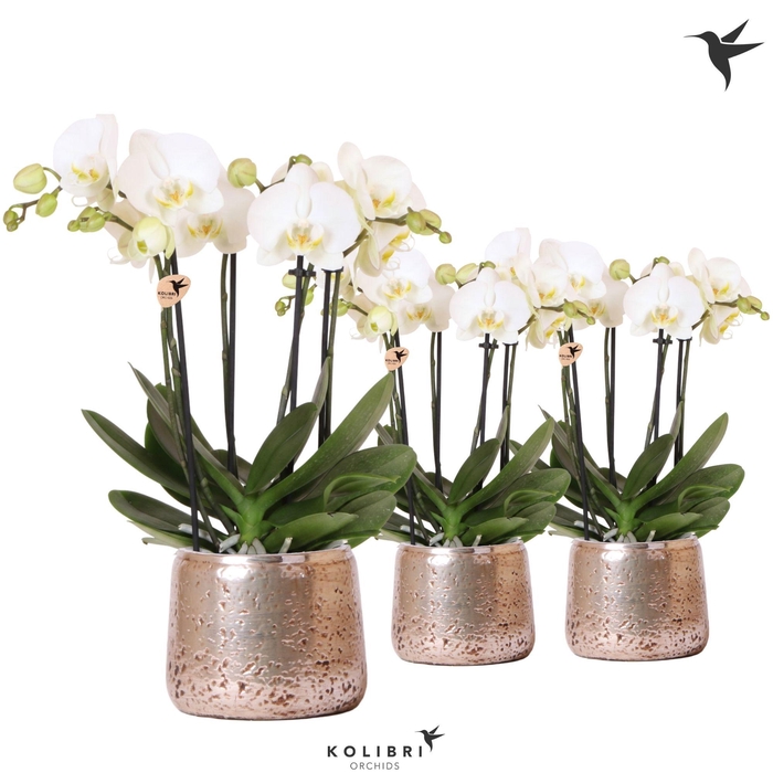 <h4>Kolibri Orchids Phalaenopsis Jewel Ghent 4 spike in Luxury pot silver</h4>