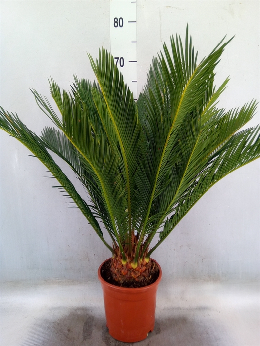 <h4>Cycas revoluta</h4>