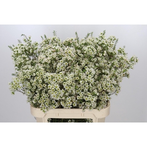 Chamelaucium Ivory Pearl