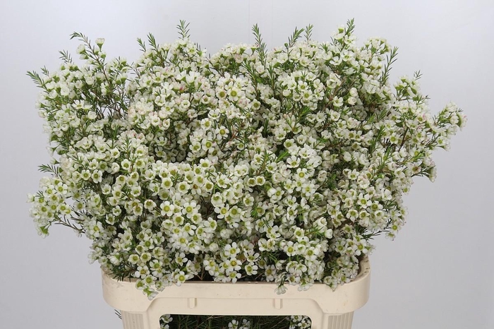 <h4>Chamelaucium Ivory Pearl</h4>
