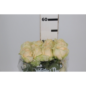 ROSA PEACH AVALANCHE 050 CM ESTUFA