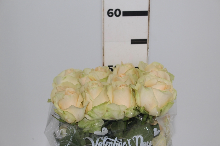 <h4>ROSA PEACH AVALANCHE 050 CM ESTUFA</h4>
