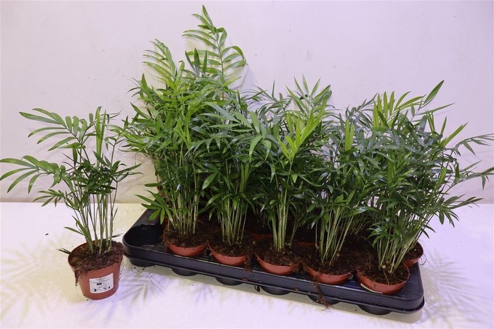 <h4>arr8 Chamaed Elegans</h4>