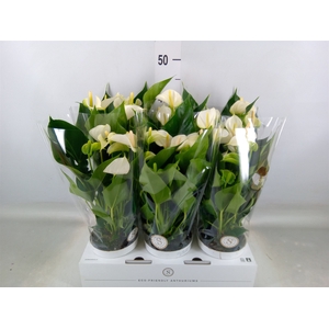 Anthurium andr. 'White Champion'