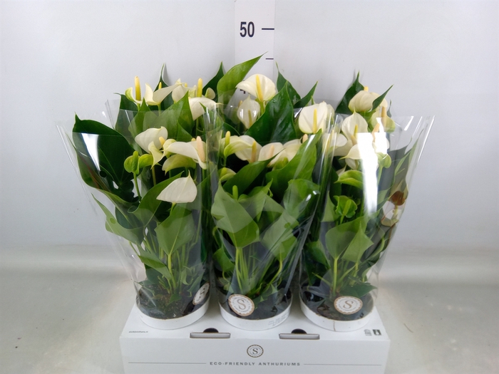 <h4>Anthurium andr. 'White Champion'</h4>