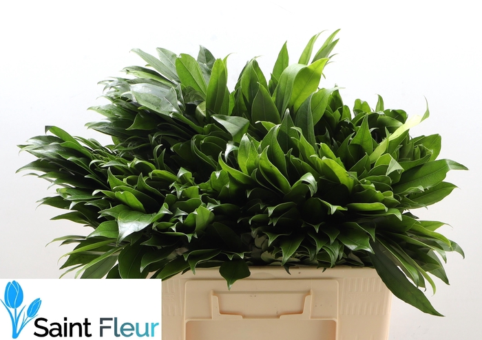 <h4>COCCULUS LAURIFOLIUS</h4>
