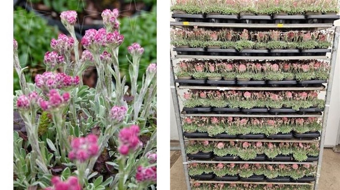 <h4>Antennaria Dioica Ante Dioica</h4>