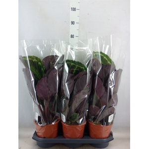 Calathea  'Medallion'