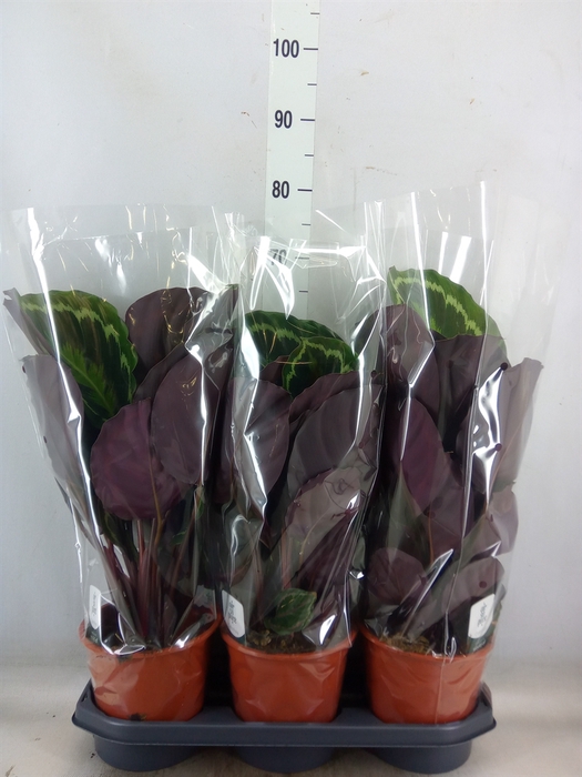 <h4>Calathea  'Medallion'</h4>