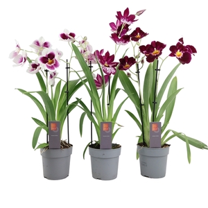 Inca Miltoniopsis Magenta 2 spike