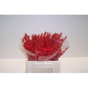 Ilex Vert Berry Red 40cm Nierop Extra