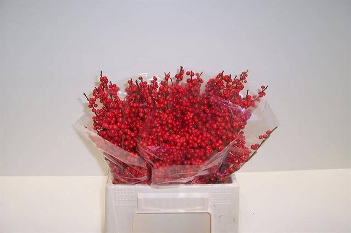 <h4>Ilex Vert Berry Red 40cm Nierop Extra</h4>