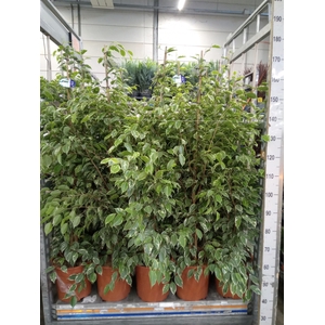 Ficus benja. 'Golden King'