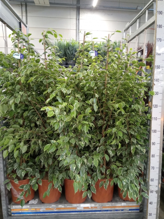 <h4>Ficus benja. 'Golden King'</h4>