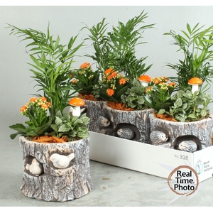 ARR KAMERPLANTEN H%
