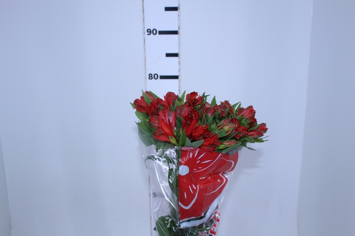 ALSTROEMERIA HAVANERO 080 CM LARANJA