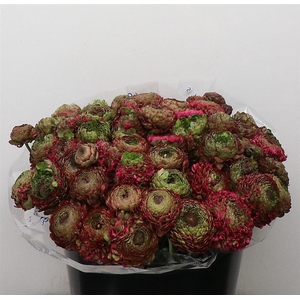 Ran Ponpon Sr Malva Lila Extra