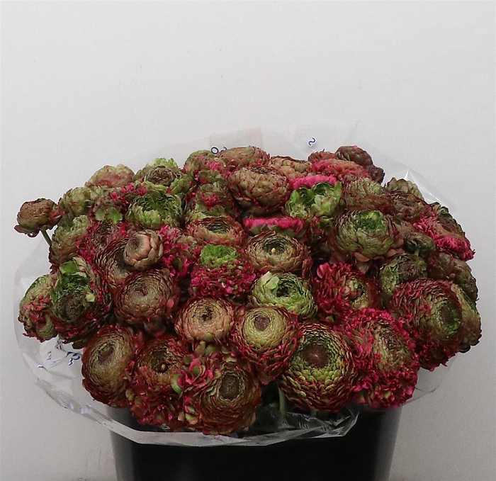 <h4>Ran Ponpon Sr Malva Lila Extra</h4>