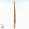 Eremurus Rumba