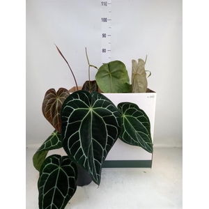 Anthurium clarinervium