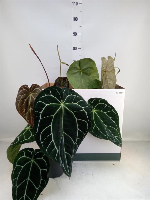 <h4>Anthurium clarinervium</h4>