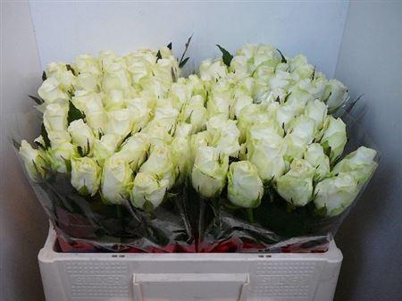 <h4>R Gr Countdown!</h4>