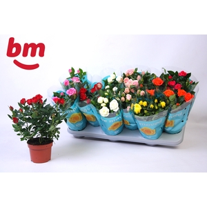 RO B MONDE GEM 7 SRT