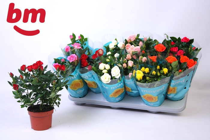 <h4>RO B MONDE GEM</h4>