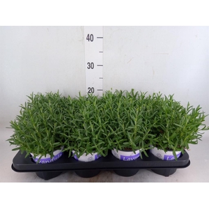 Lavandula angus. 'Hidcote'