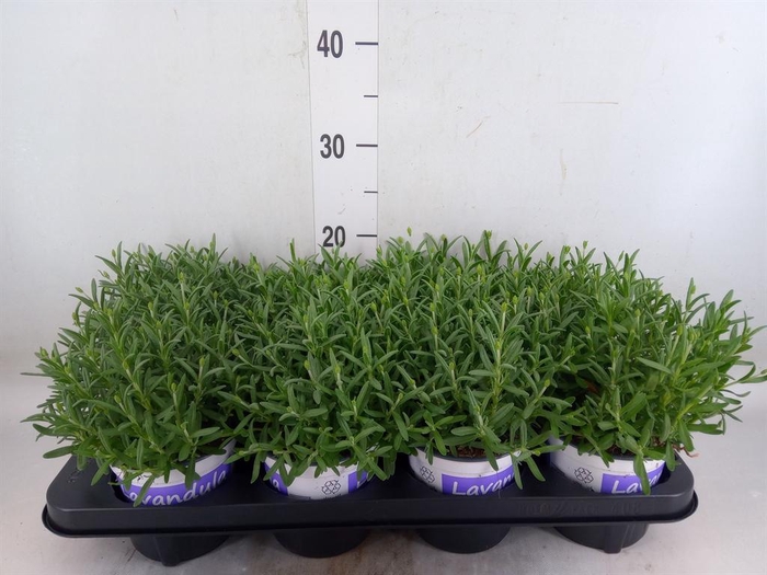 <h4>Lavandula angus. 'Hidcote'</h4>