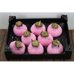 Wax Hipp Gl Pink Rose