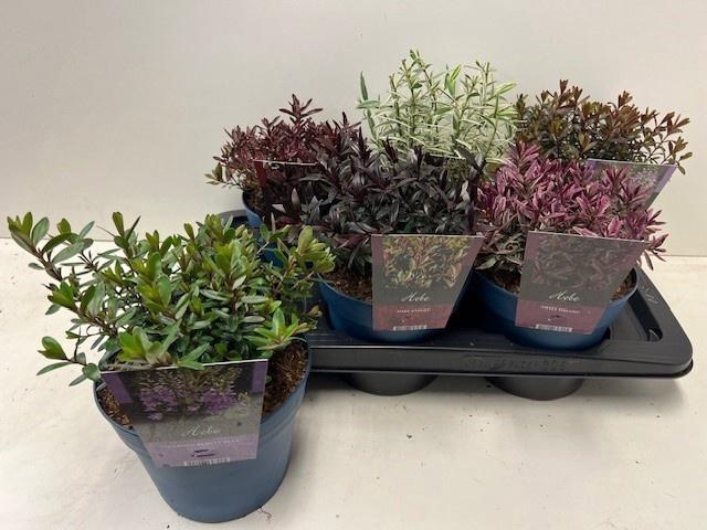 <h4>HEBE GEM stock</h4>